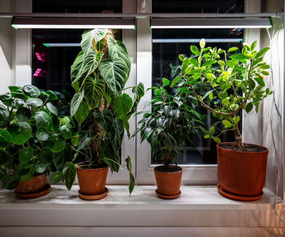 Doświetlanie domowych roślin doniczkowych zimą