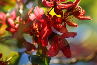 Jabłoń purpurowa - Malus purpurea