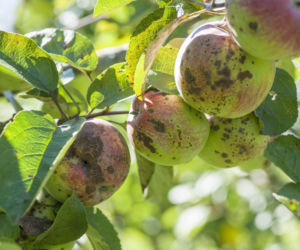 Parch jabłoni – jak rozpoznać chorobę i ją zwalczać?