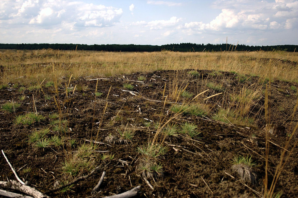 Pustynia Błędowska Cudem Małopolski 2023!