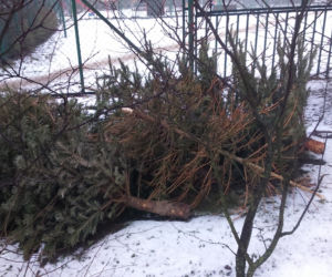Choinki zalegają przy boksach śmietnikowych w Toruniu
