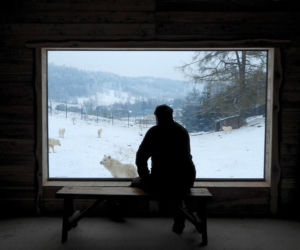 Takiego ZOO w Polsce jeszcze nie było! Chata polarna z wilkami to absolutny hit