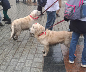 34. finał WOŚP w Krakowie. Golden Retrievery na Rynku Głównym