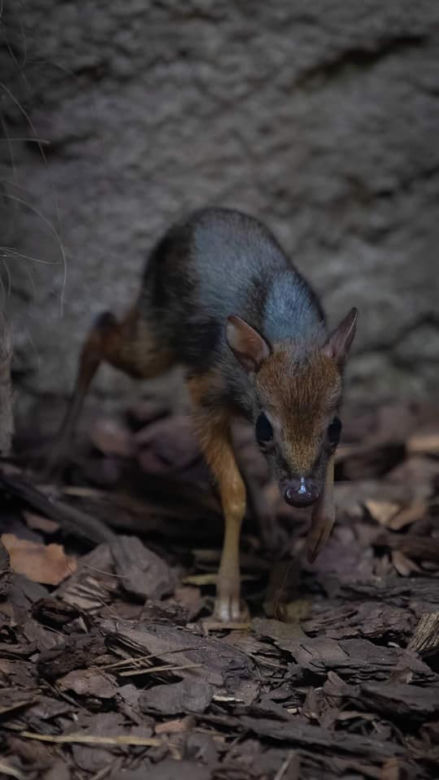 W Warszawskim ZOO urodził się myszojeleń. Maluch skradł serca internatom