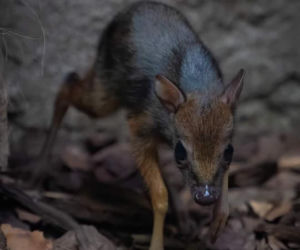 W Warszawskim ZOO urodził się myszojeleń. Maluch skradł serca internatom