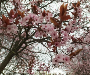 Śliwa wiśniowa 'Pissardii'