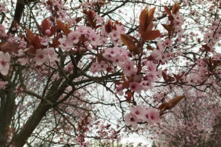 Śliwa wiśniowa 'Pissardii'