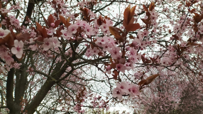 Śliwa wiśniowa 'Pissardii'