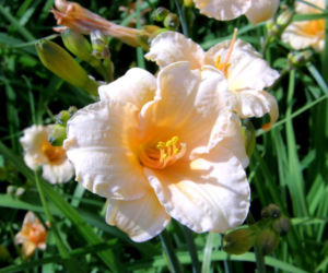 Liliowiec 'Pixie Parasol' 