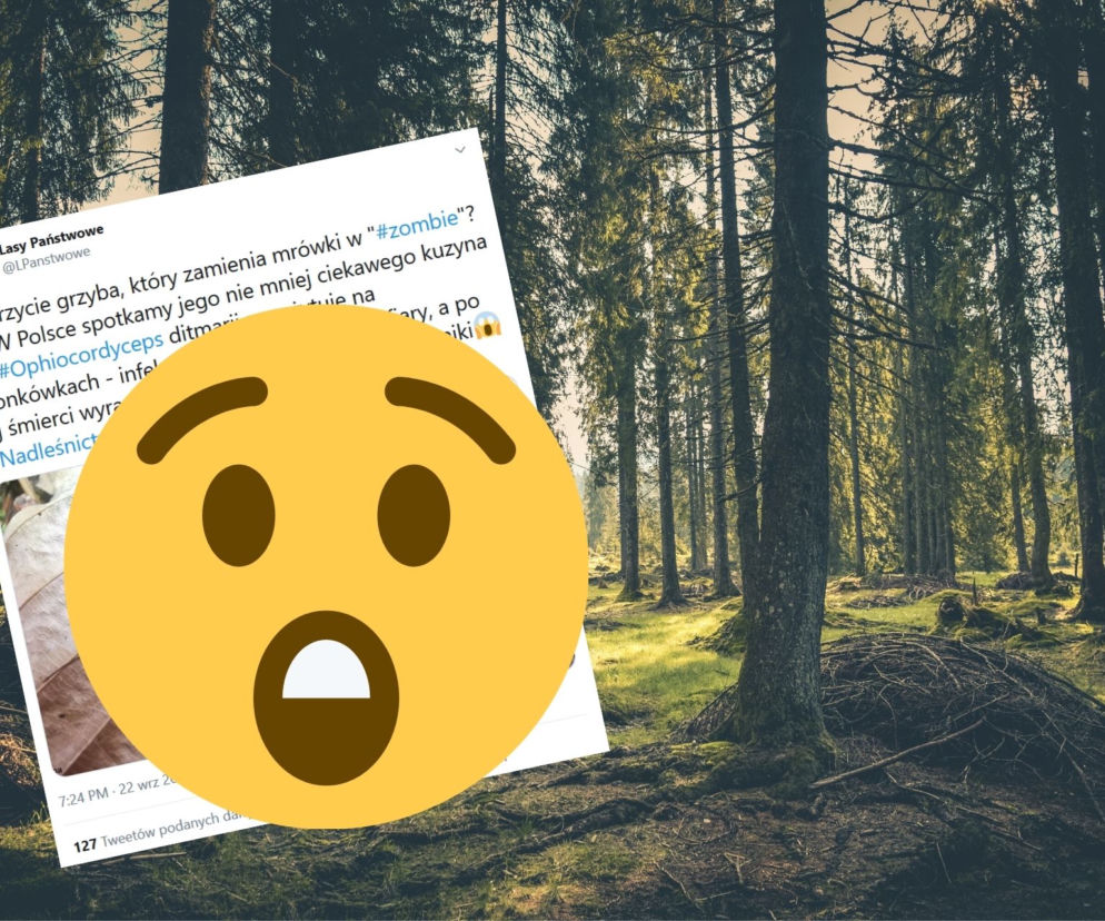 Grzyb, który zamienia swoje ofiary w zombie. Lasy Państwowe pokazały zdjęcia!