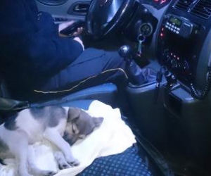 Interwencje Eko Patrolu w Warszawie