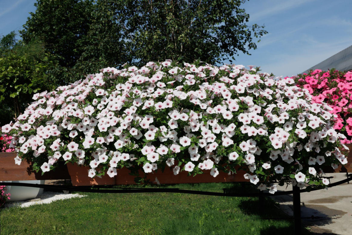 Supertunia Vista