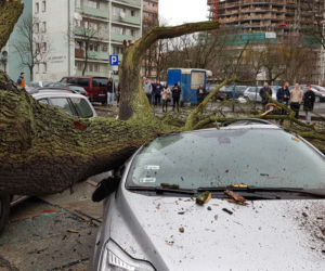 Złamane drzewo uszkodziło samochód na ul. Podhalańskiej w Szczecinie