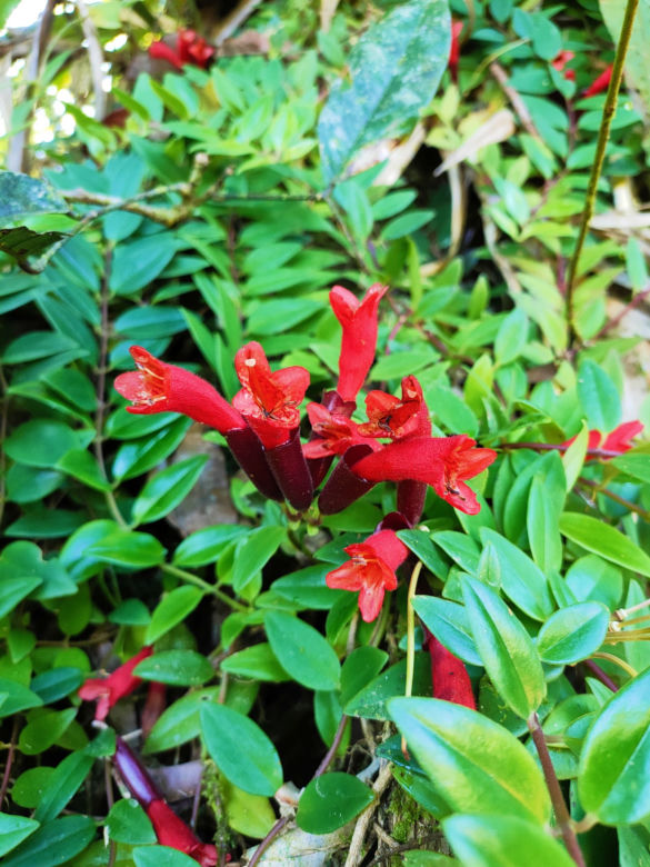 Eszynantus (Aeschynanthus)