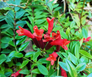 Eszynantus (Aeschynanthus)