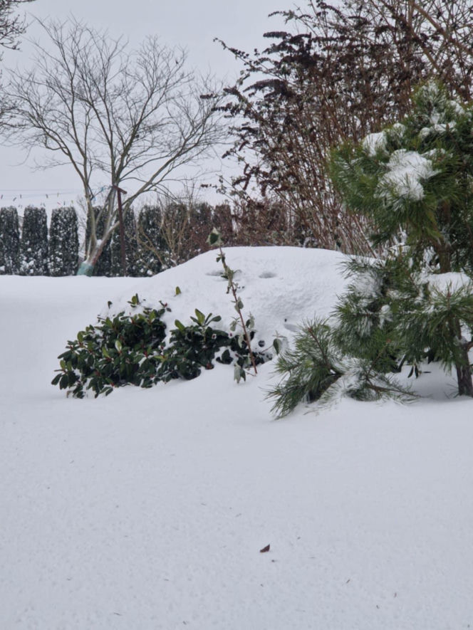 Atak zimy na wybrzeżu. Burze śnieżne, zasypane drogi i alerty IMGW