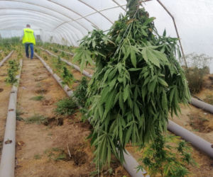 Łódzkie: Miały rosnąć pomidory, rosła MARIHUANA! 63-latek miał FABRYKĘ narkotyków 