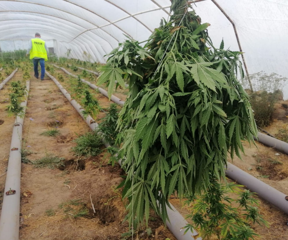 Łódzkie: Miały rosnąć pomidory, rosła MARIHUANA! 63-latek miał FABRYKĘ narkotyków 