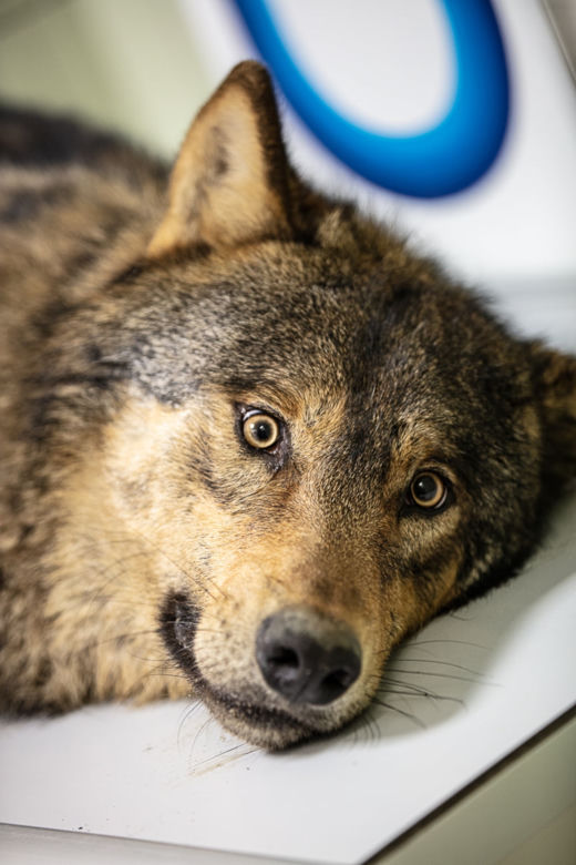 Rozjechany wilk odzyskał zdrowie i wolność