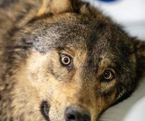 Rozjechany wilk odzyskał zdrowie i wolność