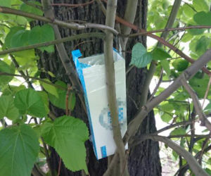 Pomysłowi przemytnicy na Pradze
