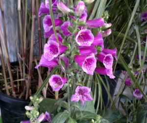 Naparstnica purpurowa