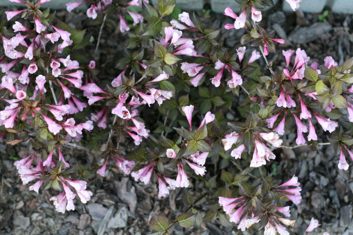 Krzewuszka cudowna 'Nana Purpurea' 