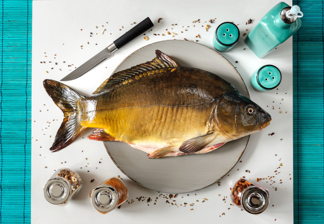 Karp (Cyprinus carpio)