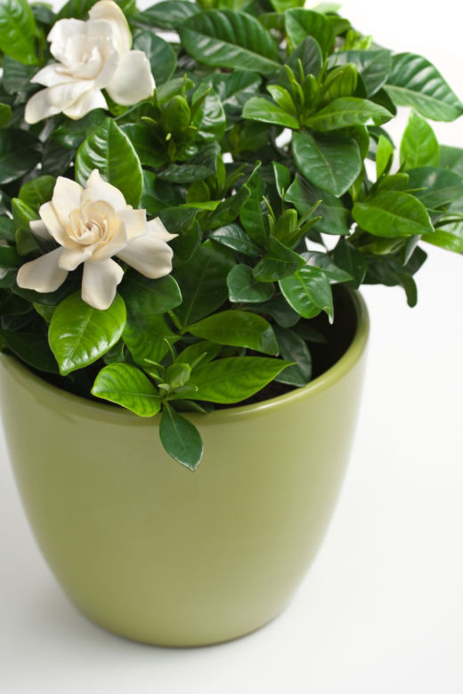 Gardenia jaśminowata