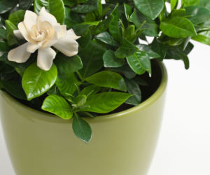 Gardenia jaśminowata