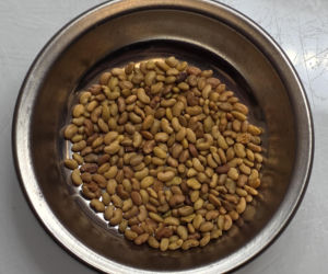 Nasiona z Maciejowa po locie w kosmos