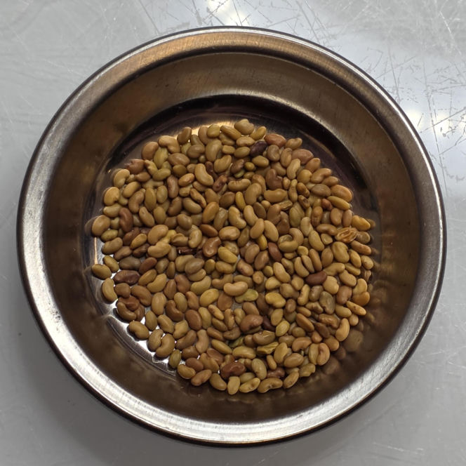 Nasiona z Maciejowa po locie w kosmos