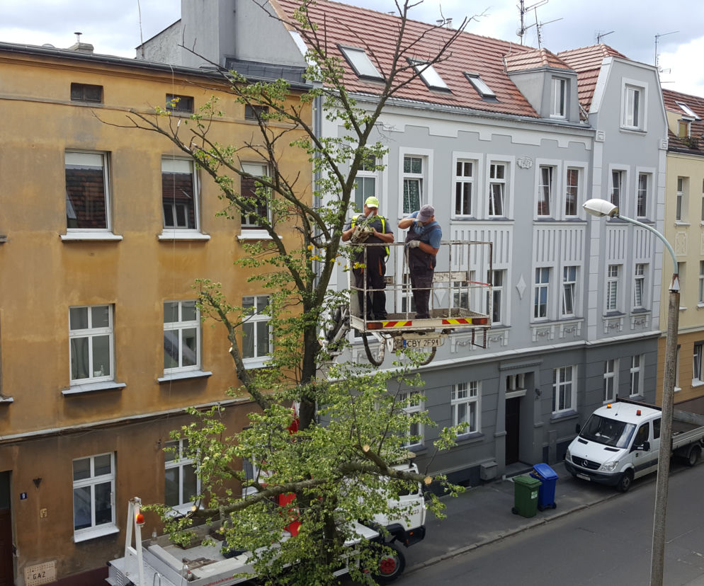 Przycięcie drzewa w centrum Bydgoszczy