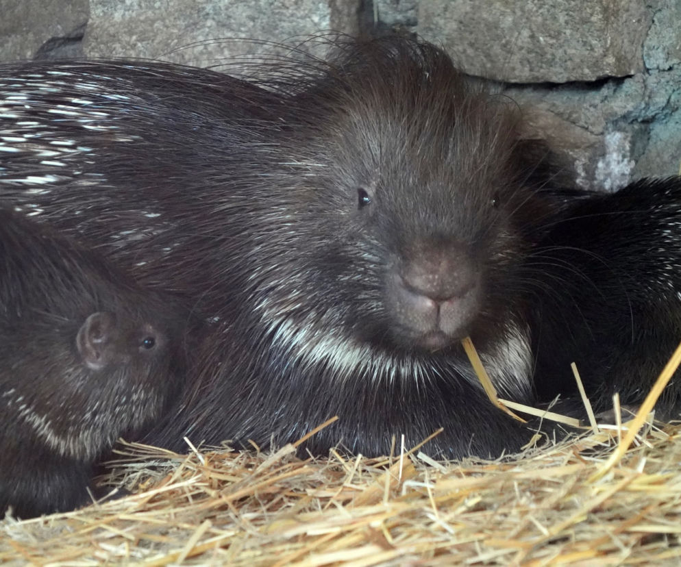 We wrocławskim zoo urodziły się jeżozwierze indyjskie