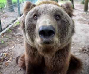 Niedźwiedź Baloo z poznańskiego zoo