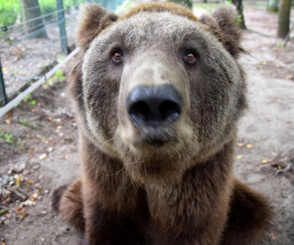 Niedźwiedź Baloo z poznańskiego zoo