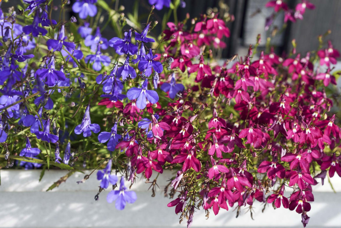 Lobelia przylądkowa