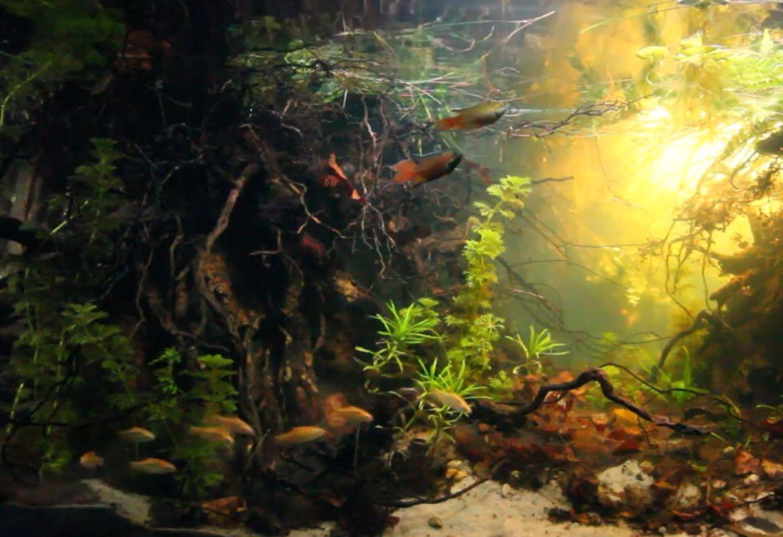Rozmawiamy z Tomaszem Wiśniewskim, założycielem Aqua Dreams Bydgoszcz