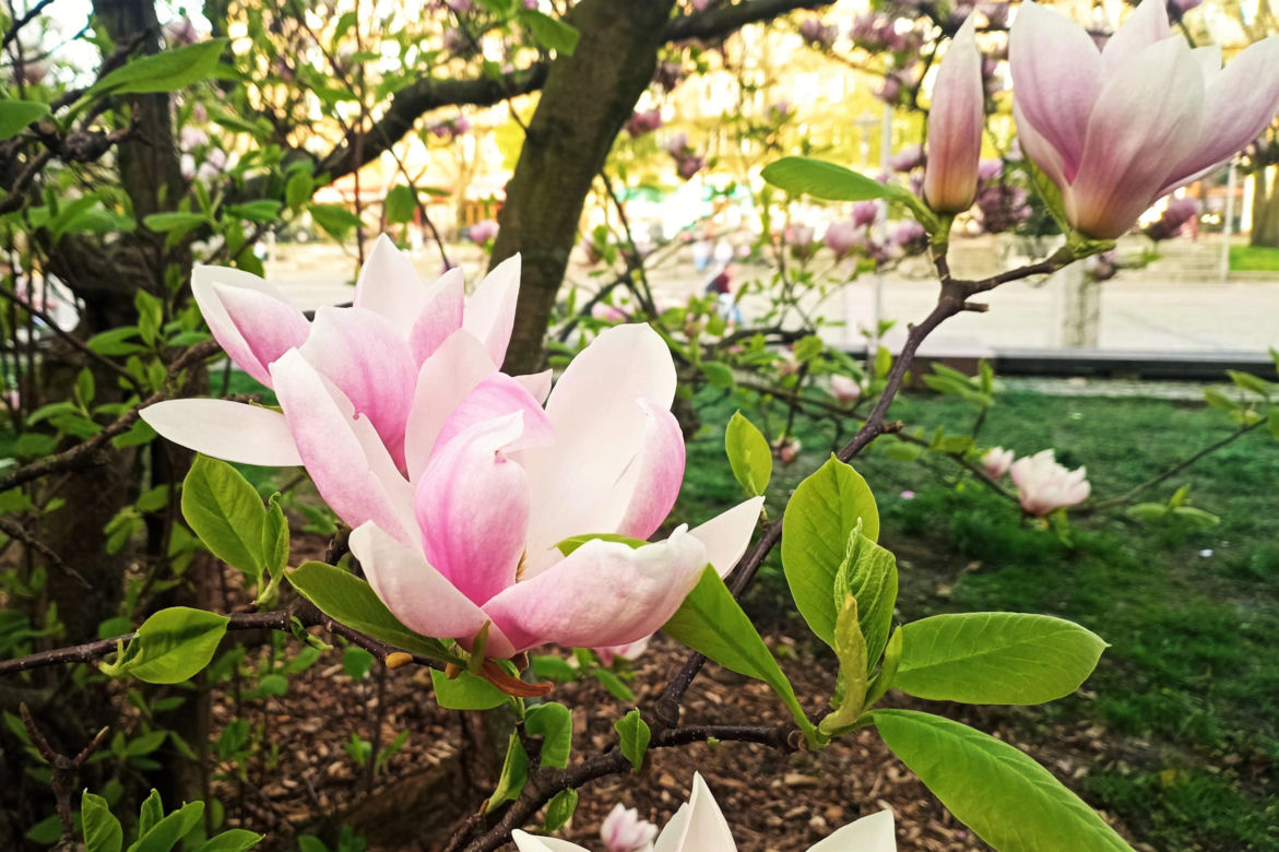 Magnolie w Szczecinie