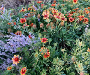 Ta roślina wygląda niczym lawenda. Wymaga o wiele mniej pracy i zniesie mrozy