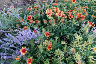 Ta roślina wygląda niczym lawenda. Wymaga o wiele mniej pracy i zniesie mrozy