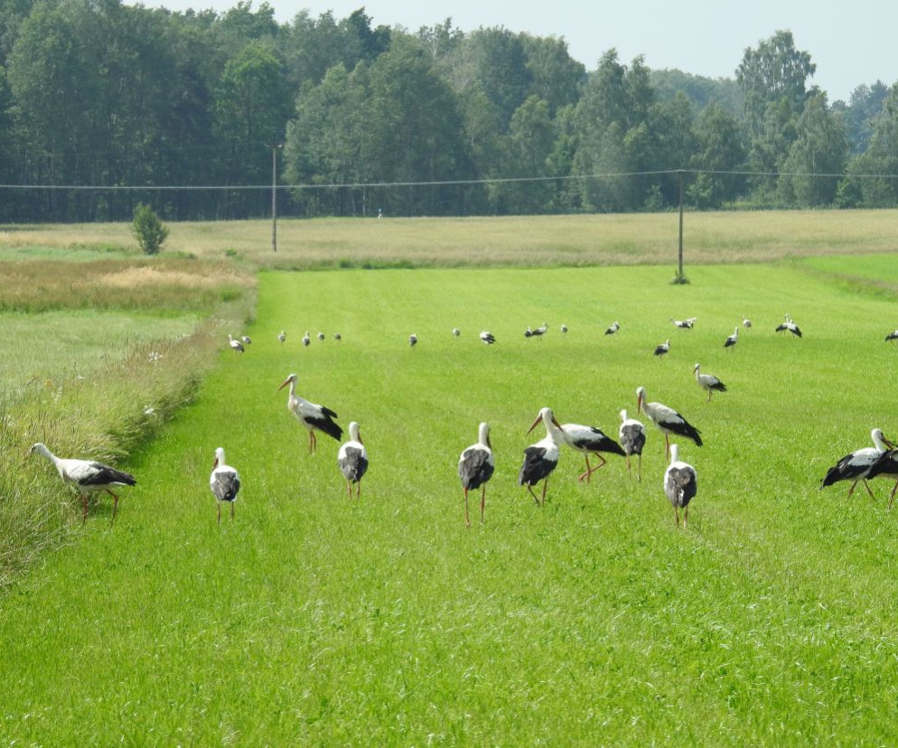 Bocianów już nie ma