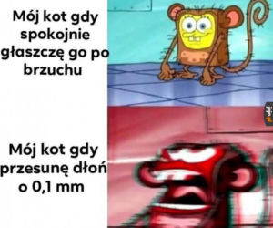 Dzień Kota 2020