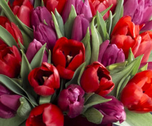 tulipany