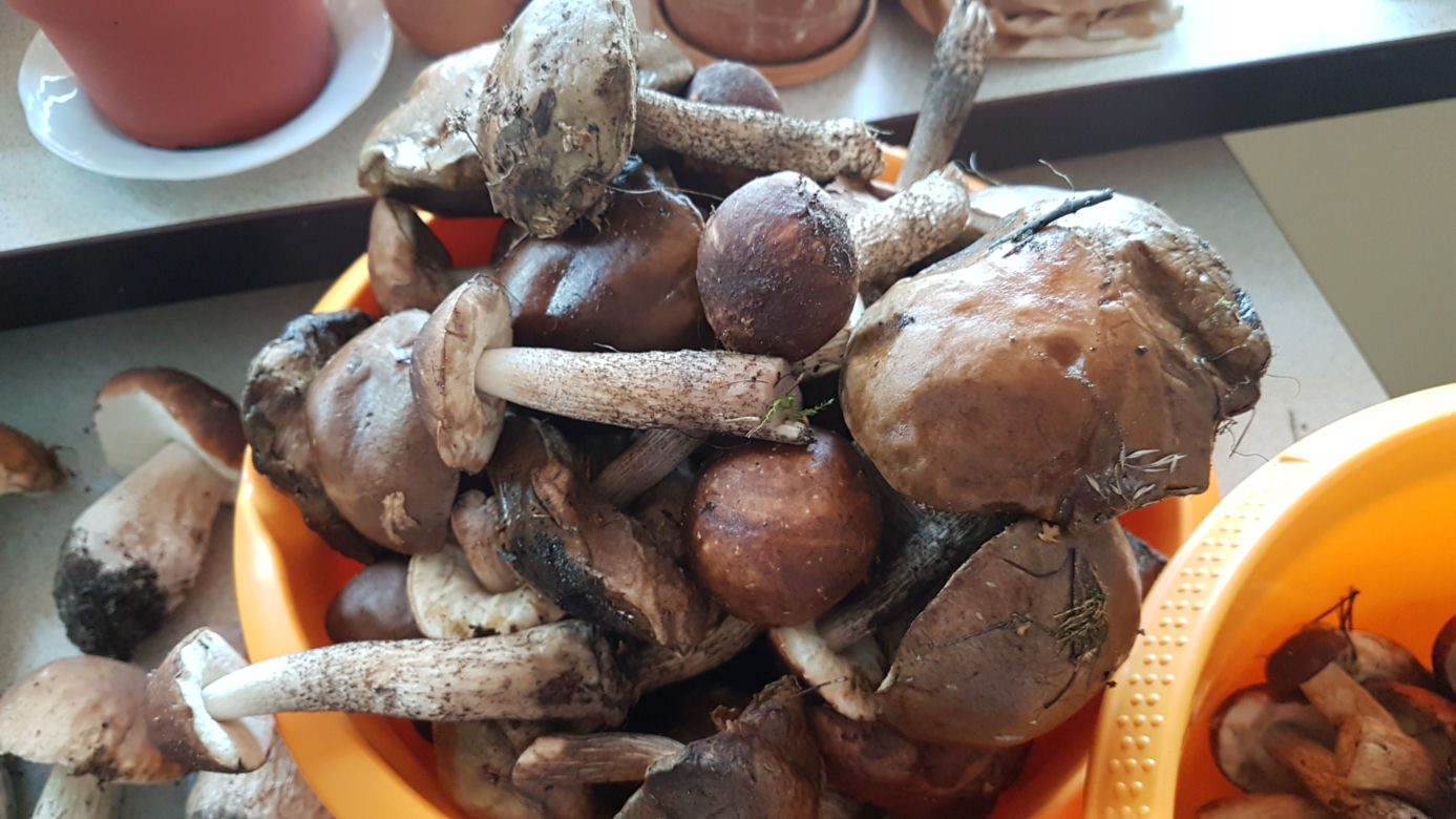 Wielkie grzybobranie w Toruniu i okolicach. Zobaczcie wspaniałe zbiory