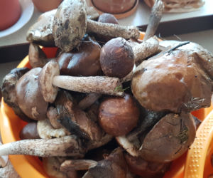 Wielkie grzybobranie w Toruniu i okolicach. Zobaczcie wspaniałe zbiory
