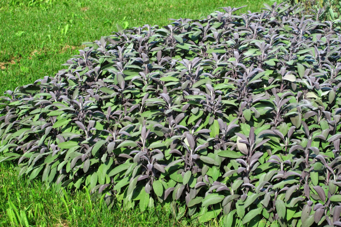 Szałwia lekarska ‘Purpurascens’
