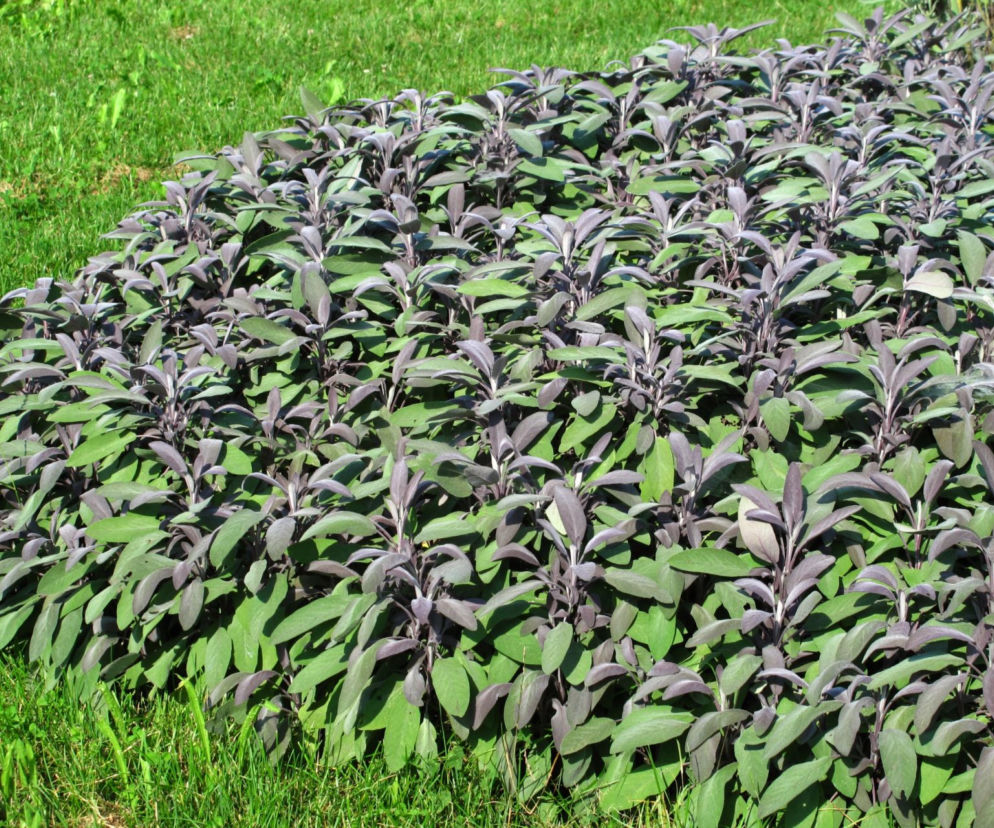 Szałwia lekarska ‘Purpurascens’