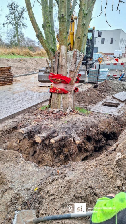 Kasztanowiec trafił na środek ronda