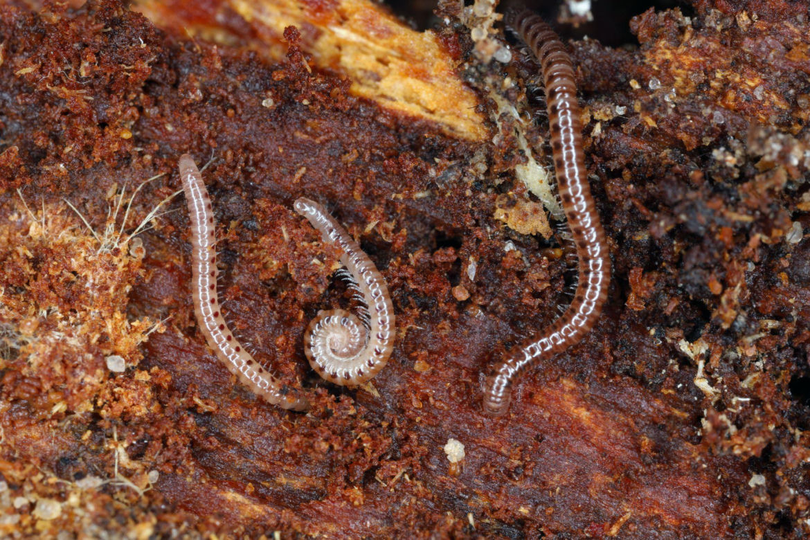Krocionóg krwawoplamy (Blaniulus guttulatus)